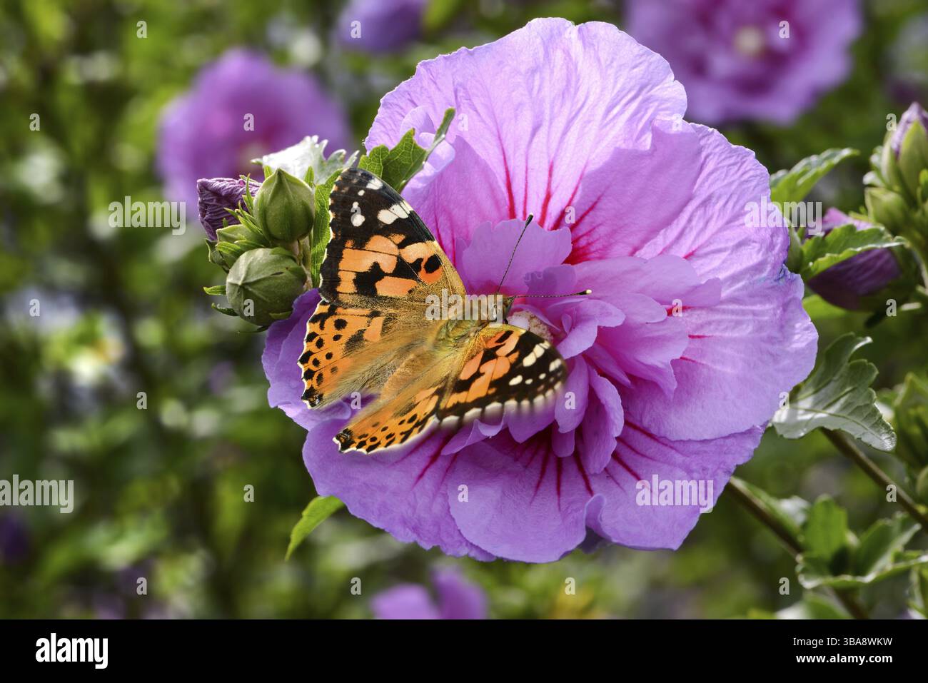 Schmetterling auf einer Hibiskusblume Stockfoto