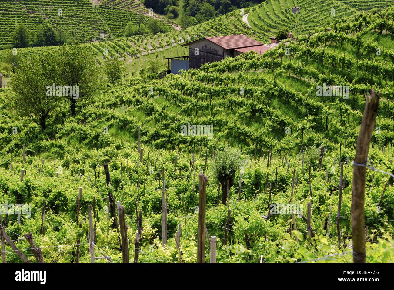Malerische Hügel mit Weinbergen des Prosecco Sekts, Region Valdobbiadene, Veneto, Italien, Europa Stockfoto