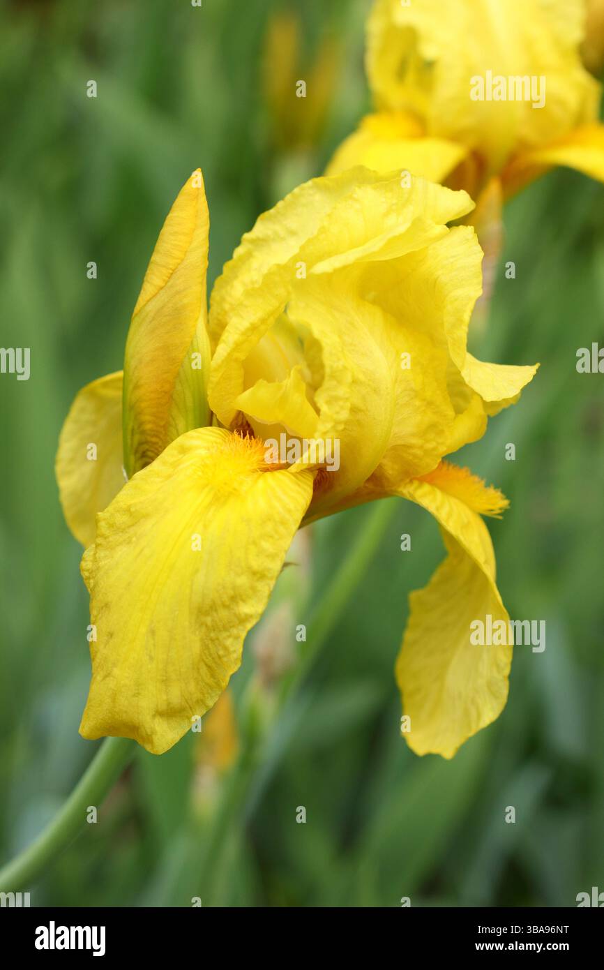 Iris „Saint Crispin“, eine hohe bärtige Iris, die im späten Frühjahr blüht. UK Stockfoto