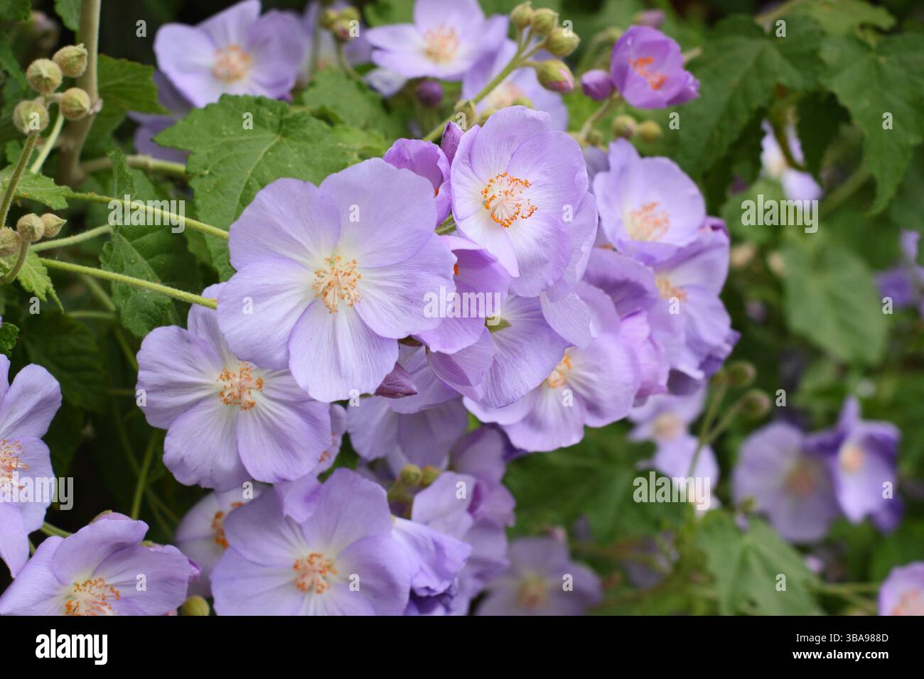 Corynabutilon x suntense 'Jermyns'. Abutilon Jermyns, ein floristischer Sträucher, der im späten Frühjahr charakteristische malvenfarbene Blüten zeigt. UK Stockfoto