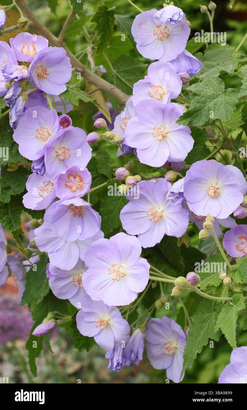 Corynabutilon x suntense 'Jermyns'. Abutilon Jermyns, ein floristischer Sträucher, der im späten Frühjahr charakteristische malvenfarbene Blüten zeigt. UK Stockfoto