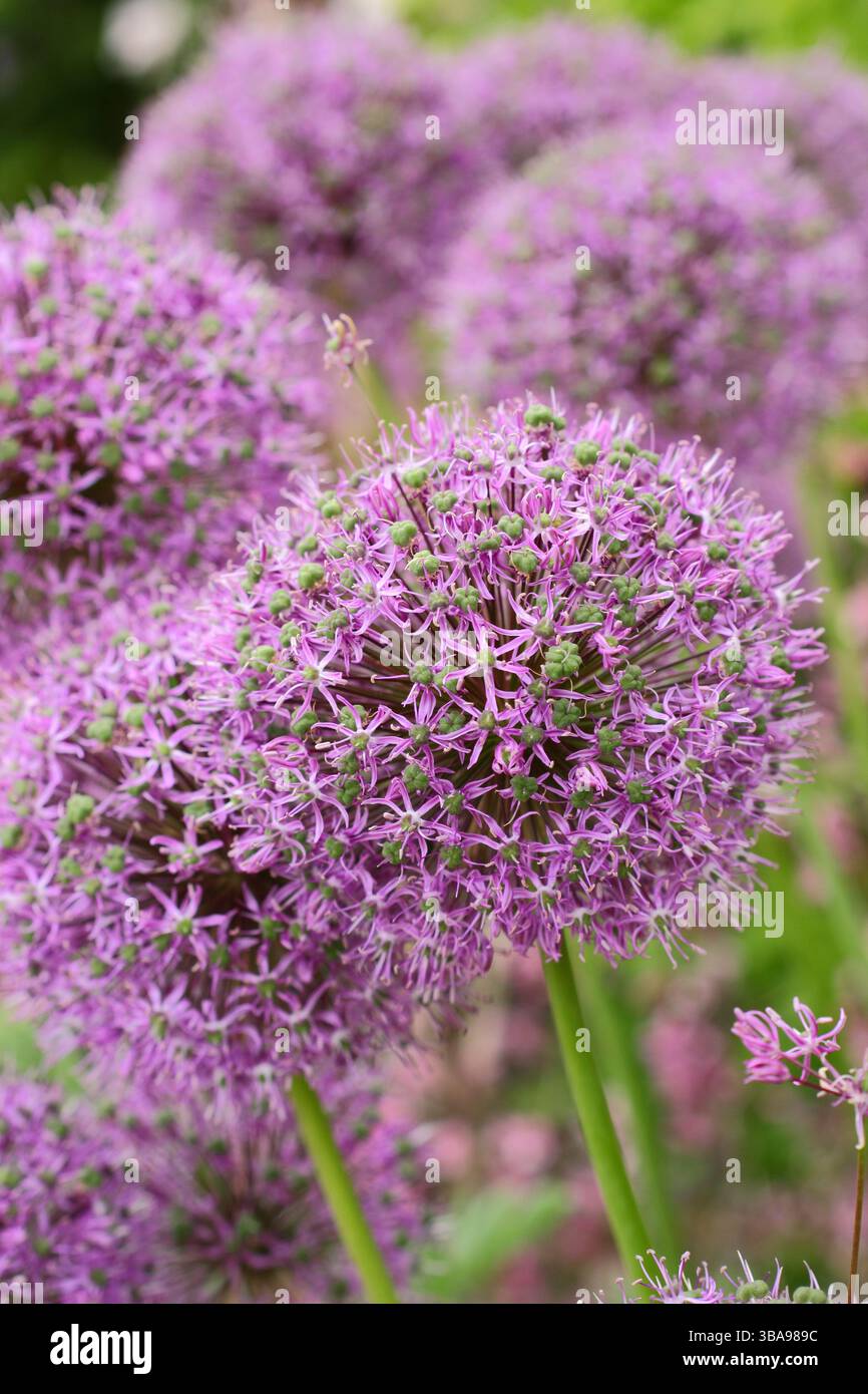 Allium Globemaster pflanzt in einer Gartengrenze des späten Frühlings. Zierzwiebeln. UK Stockfoto