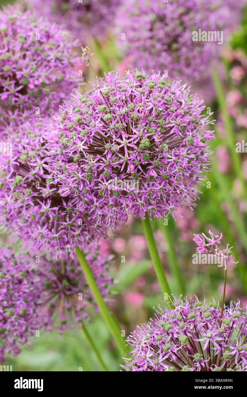 Allium Globemaster pflanzt in einer Gartengrenze des späten Frühlings. Zierzwiebeln. UK Stockfoto