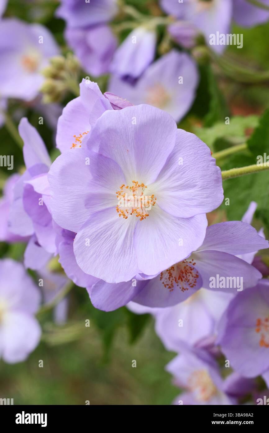 Corynabutilon x suntense 'Jermyns'. Abutilon Jermyns, ein floristischer Sträucher, der im späten Frühjahr charakteristische malvenfarbene Blüten zeigt. UK Stockfoto