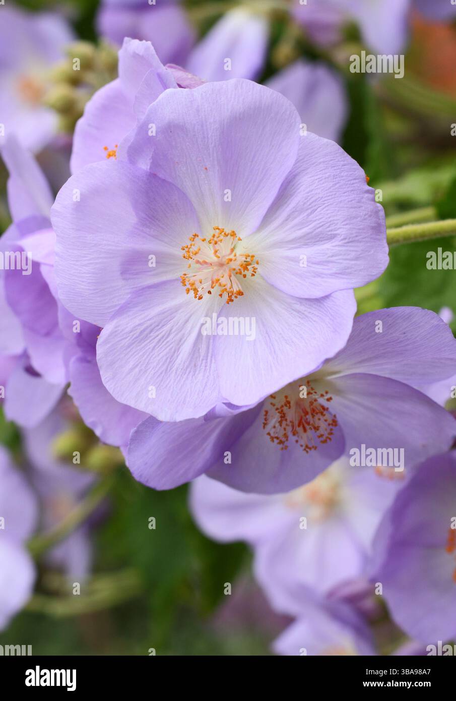Corynabutilon x suntense 'Jermyns'. Abutilon Jermyns, ein floristischer Sträucher, der im späten Frühjahr charakteristische malvenfarbene Blüten zeigt. UK Stockfoto