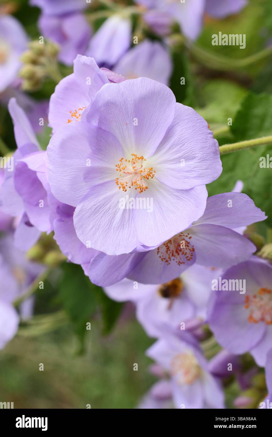 Corynabutilon x suntense 'Jermyns'. Abutilon Jermyns, ein floristischer Sträucher, der im späten Frühjahr charakteristische malvenfarbene Blüten zeigt. UK Stockfoto