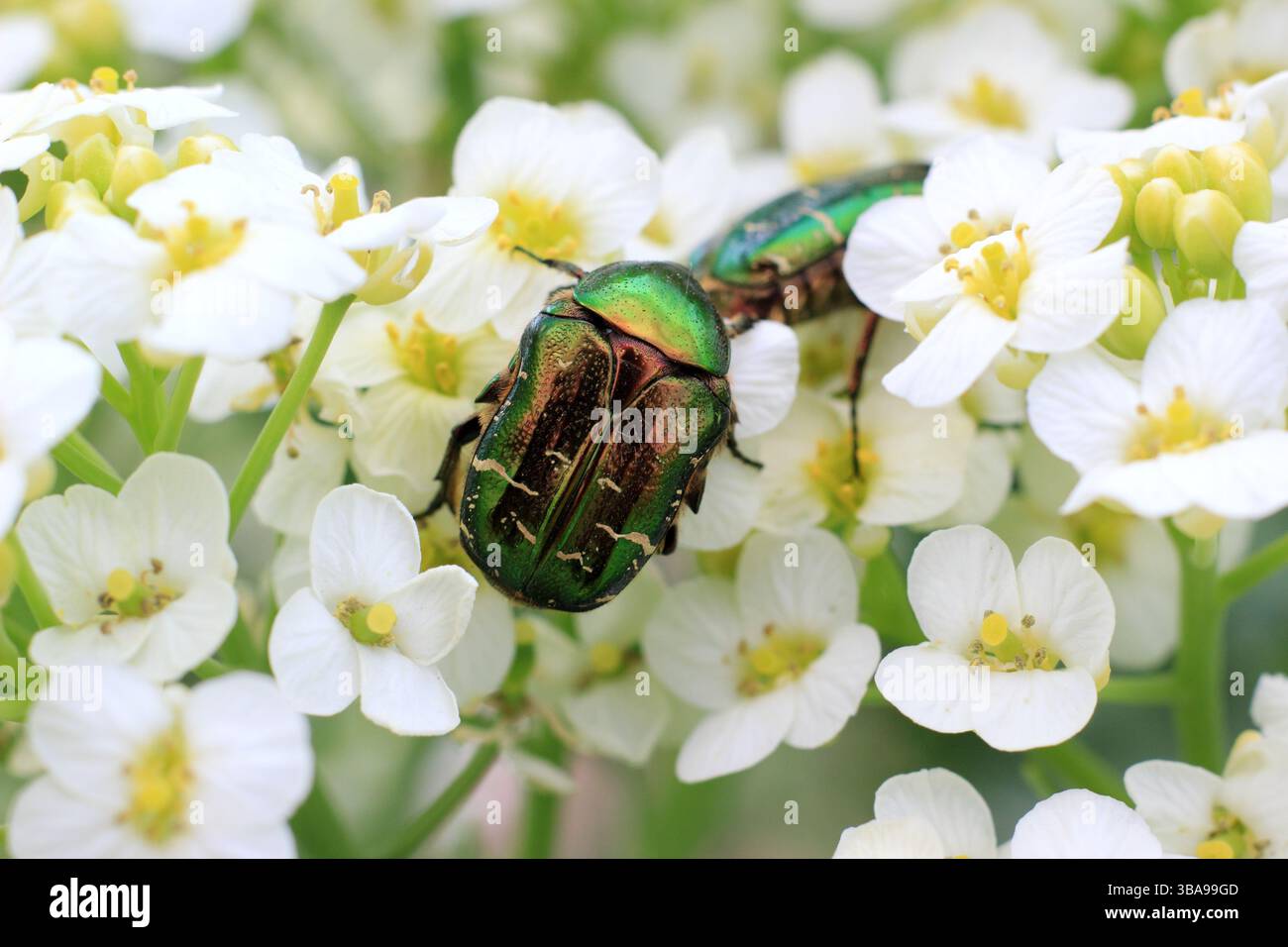 Maikäfer. Cetonia aurata, Europäischer Rosenkäfer auf Kohlblüten im Frühlingsgarten. UK Stockfoto