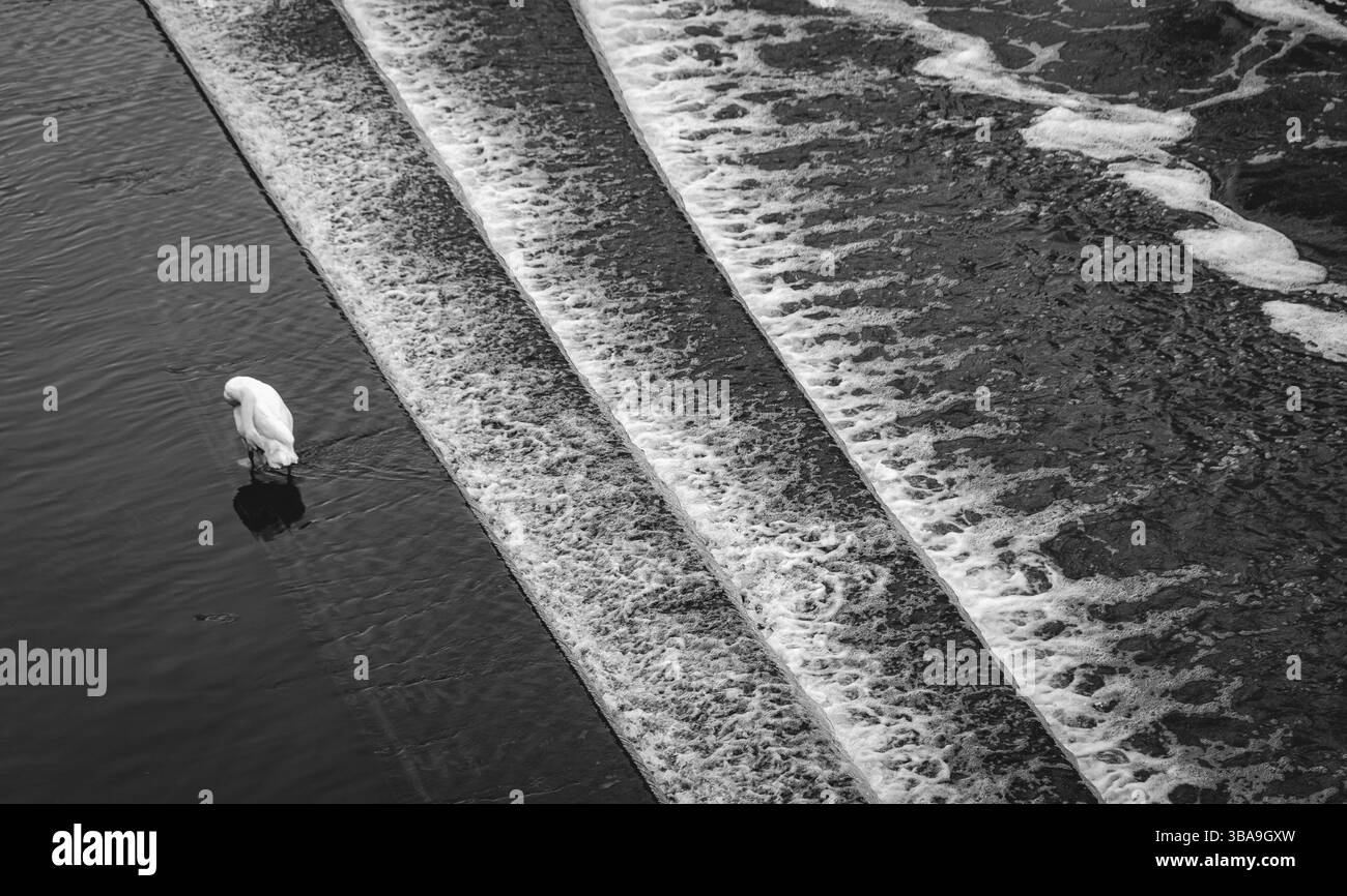 Gänse im Fluss avon mit einem Wasserfall im Bad, england Stockfoto