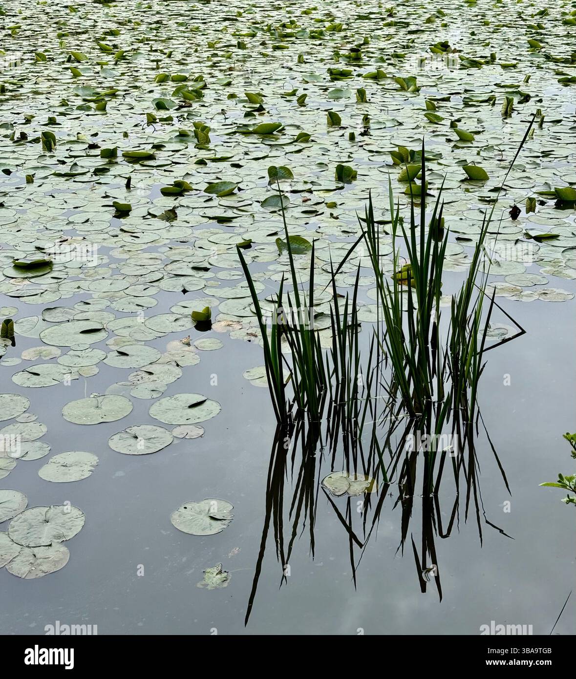 Lily taucht im Frühling auf einem stillen Teich auf - Smartphone-aufgenommenes Stockfoto