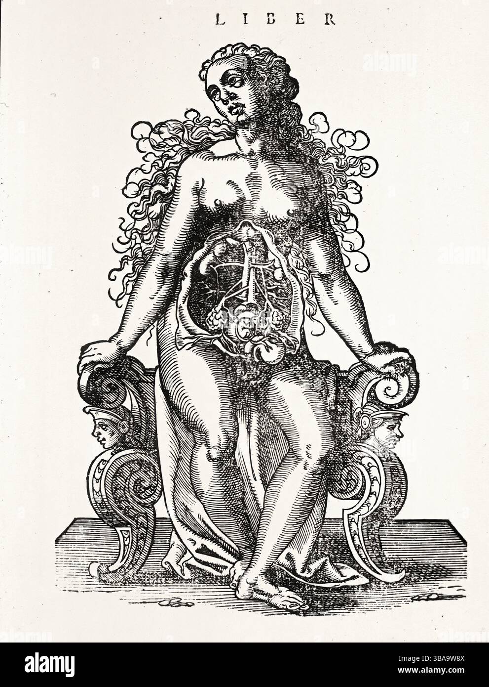 Weibliches Urogenitalsystem - historische Gravur Stockfoto