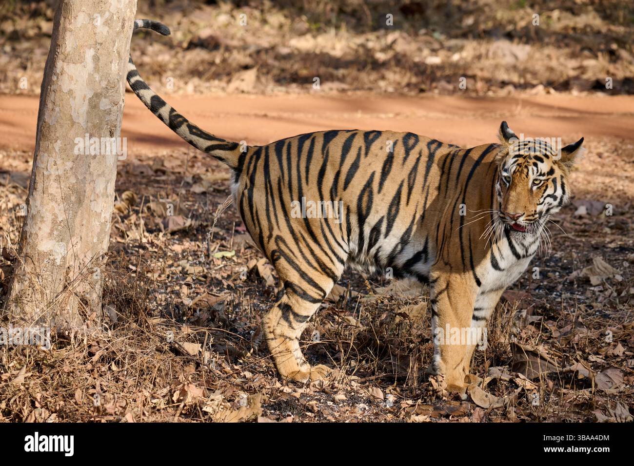 Bengaler Tiger (Panthera tigris tigris) markiert das Gebiet, Tadoba-Andhari Tiger Reserve, Indien, Asien Stockfoto