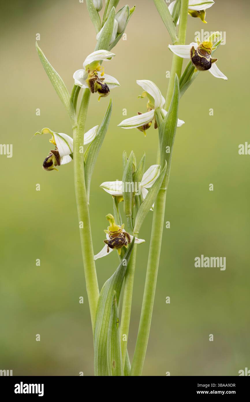 Nahaufnahme der BienenOrchidee auf weichem grünem Hintergrund Stockfoto