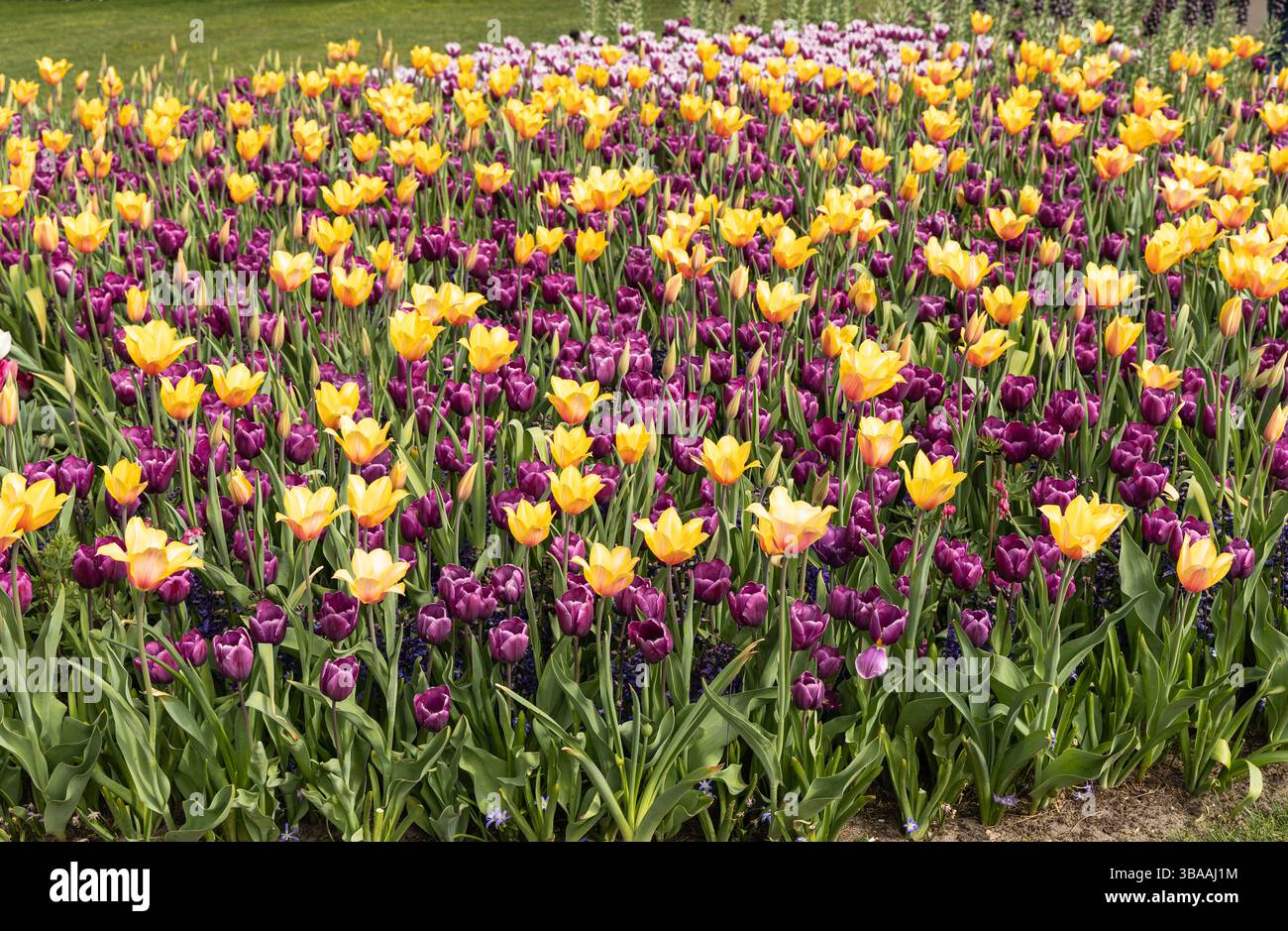 Tulip Display im Keukenhof, in der Nähe von Amsterdam, Holland Stockfoto