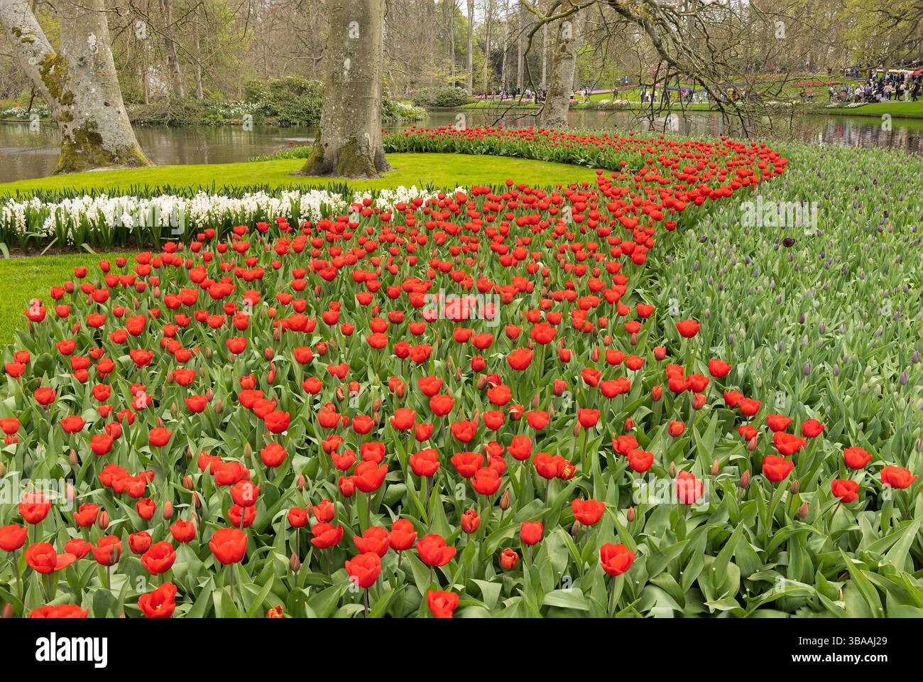 Tulip Display im Keukenhof, in der Nähe von Amsterdam, Holland Stockfoto