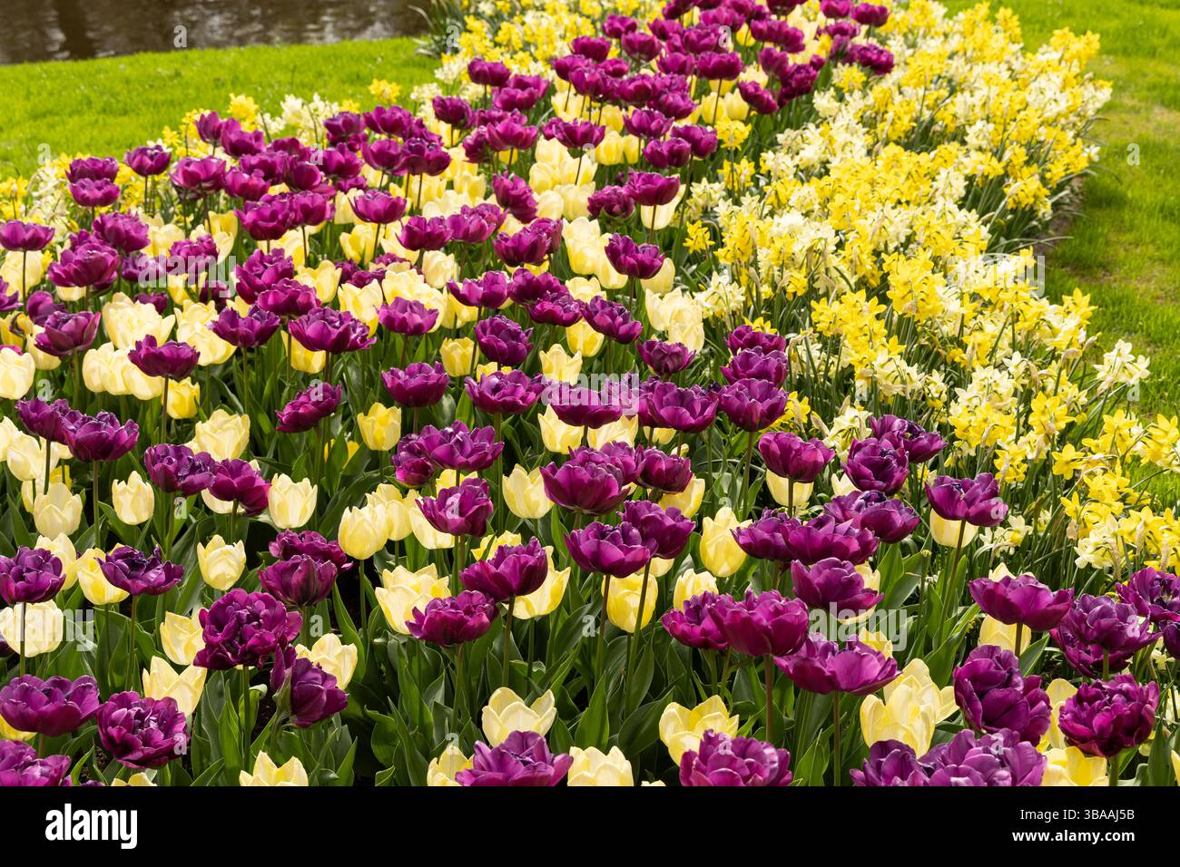 Tulip Display im Keukenhof, in der Nähe von Amsterdam, Holland Stockfoto