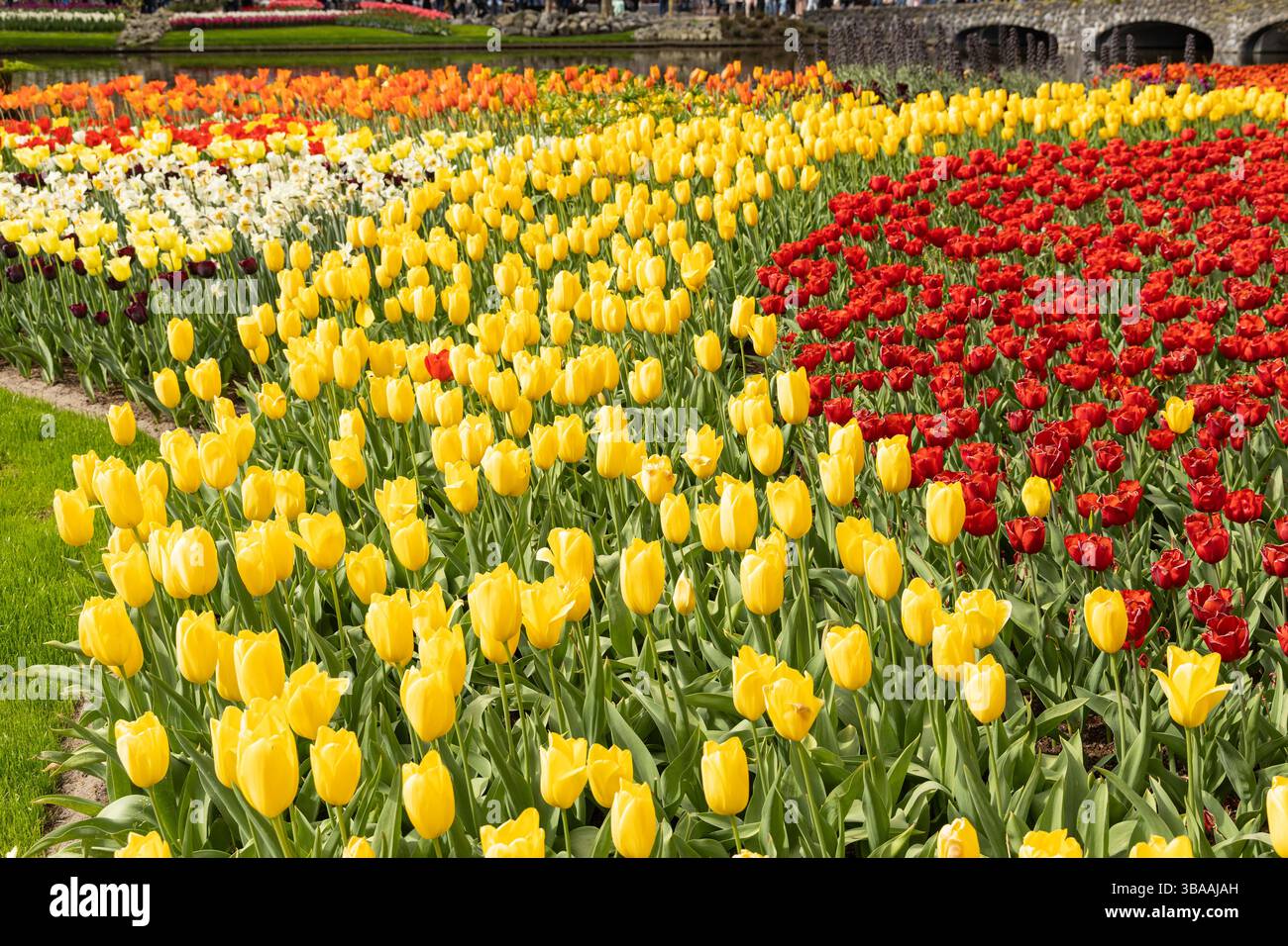 Tulip Display im Keukenhof, in der Nähe von Amsterdam, Holland Stockfoto