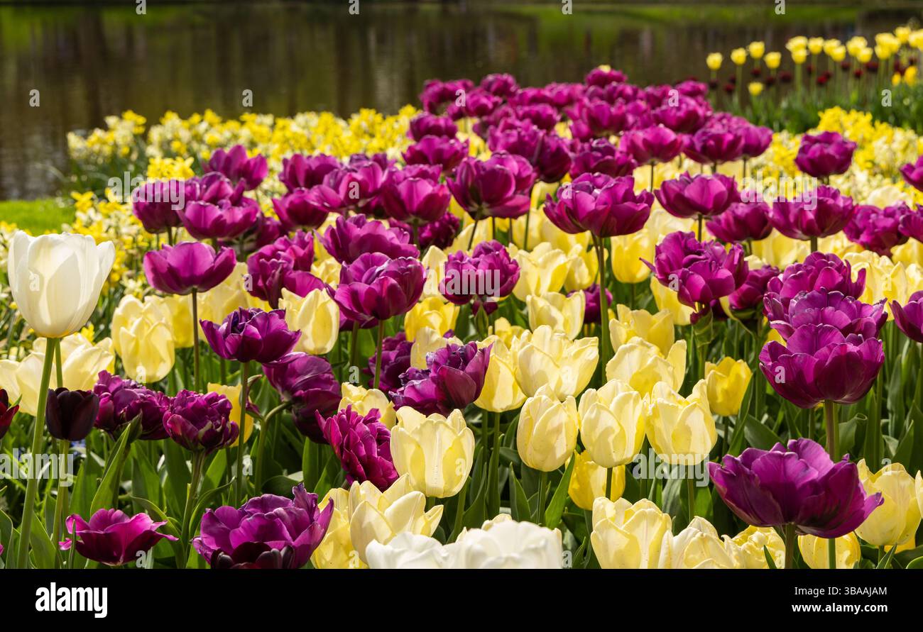 Tulip Display im Keukenhof, in der Nähe von Amsterdam, Holland Stockfoto