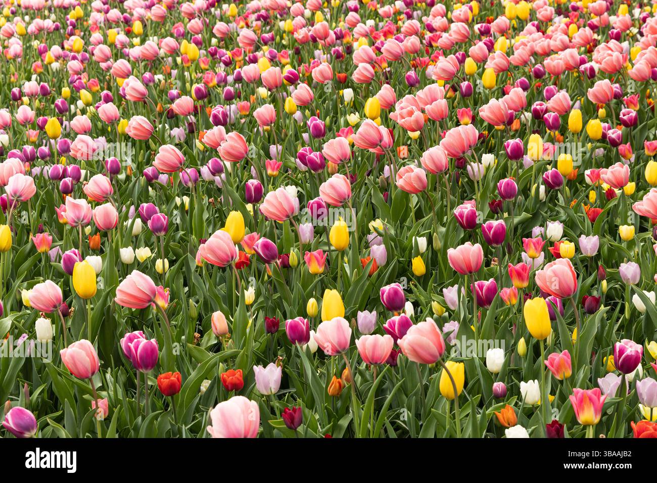 Tulip Display im Keukenhof, in der Nähe von Amsterdam, Holland Stockfoto