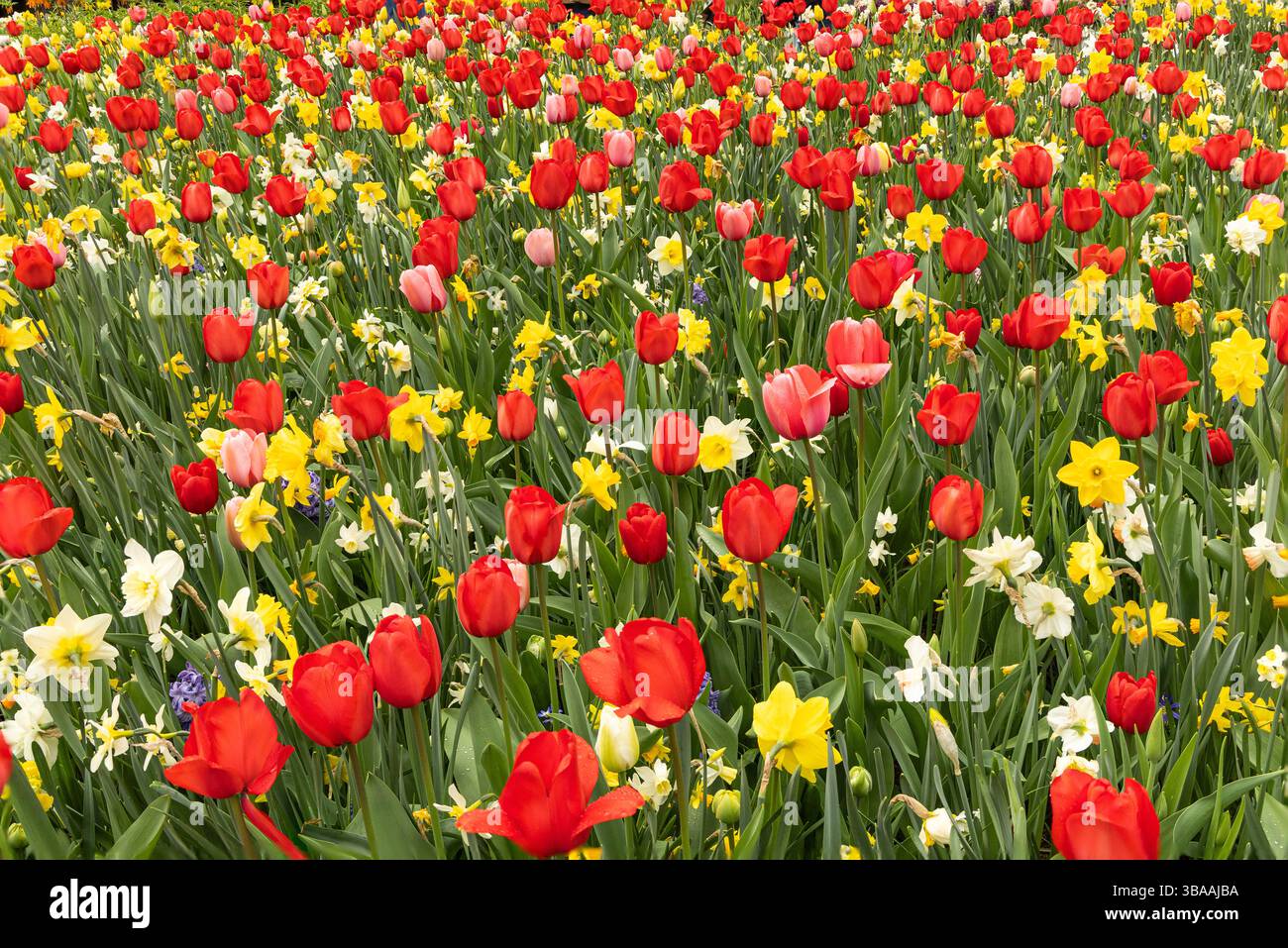 Tulip Display im Keukenhof, in der Nähe von Amsterdam, Holland Stockfoto