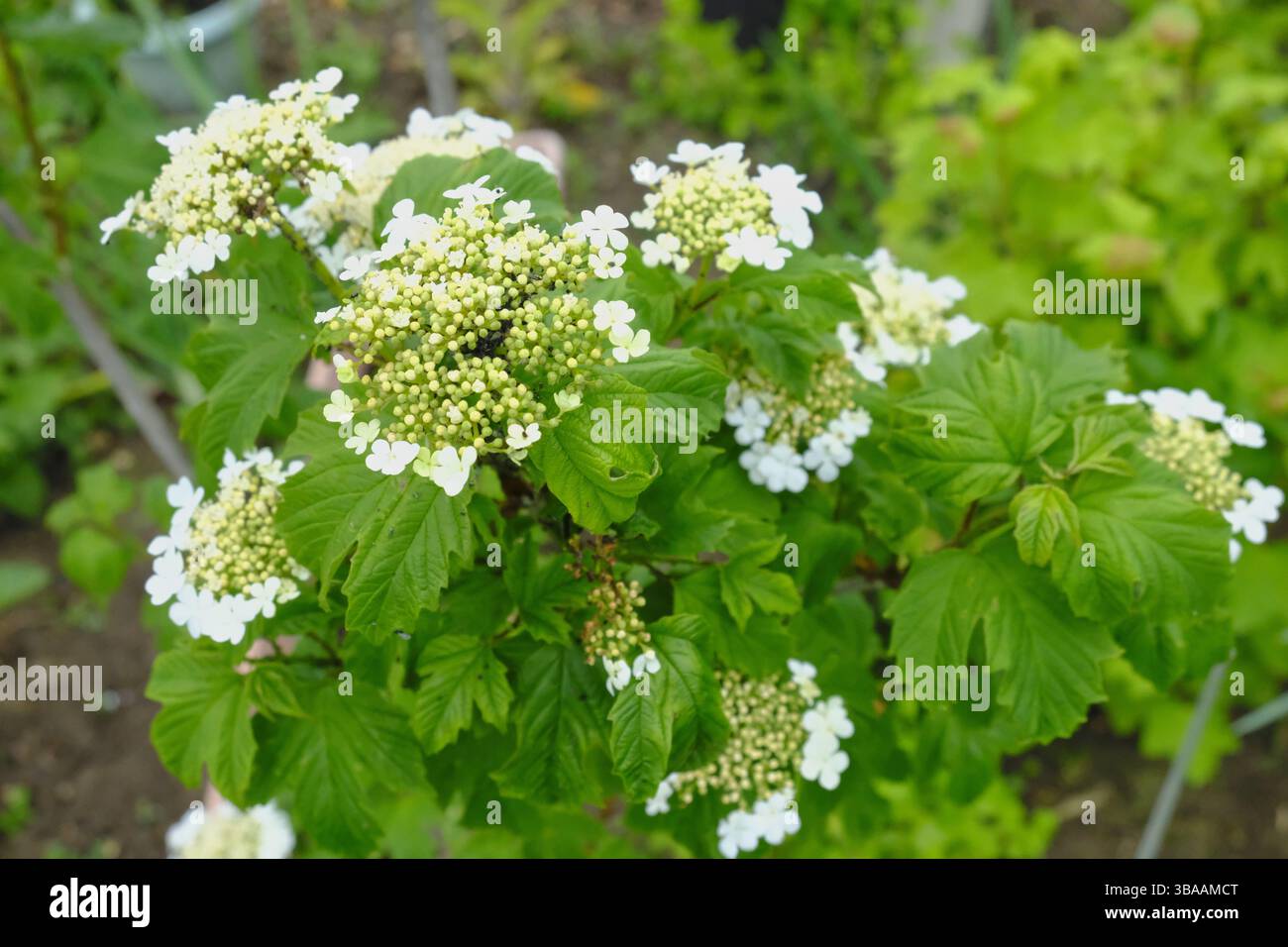 Junger Viburnum opulus (Gelderrose) in früherer Blüte, mit charakteristischen weißen Blütenständen und üppigem grünem Laub im Frühlingsgarten Stockfoto