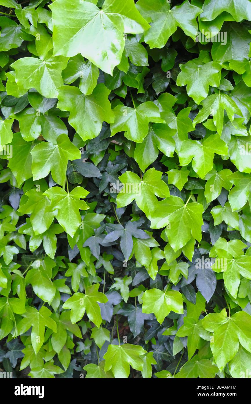 Glänzend grüne Efeublätter im Frühling, mit einer Mischung aus jungen, lebendigen wuchs und reifem, dunkleren Laub, die einen üppigen natürlichen Hintergrund bilden. Stockfoto
