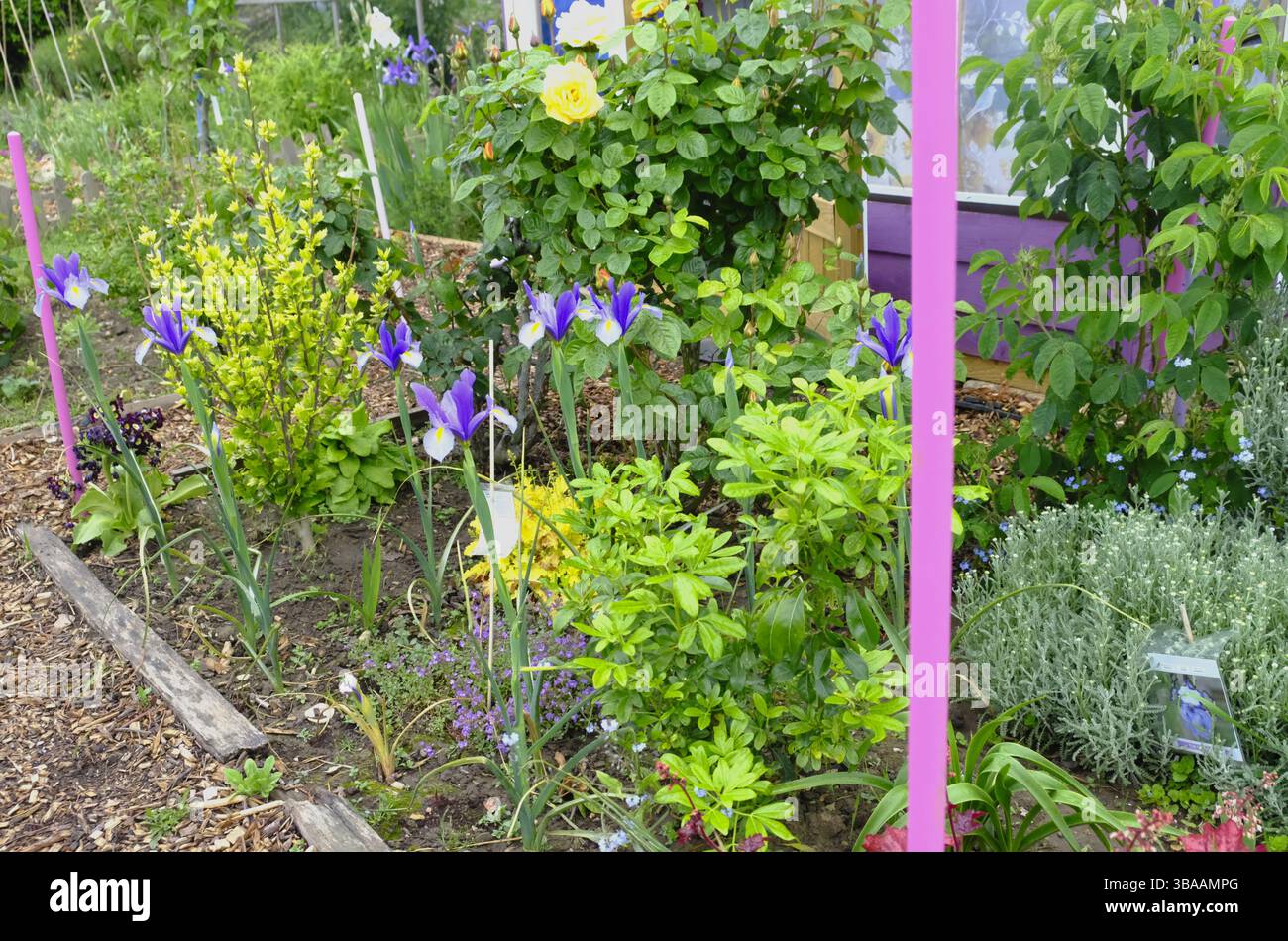 Helles und schönes Blumenbeet in einem schrulligen Kleingartengarten mit blühenden Iris, Rosen und einer bunten Mischung von Gartenpflanzen Stockfoto