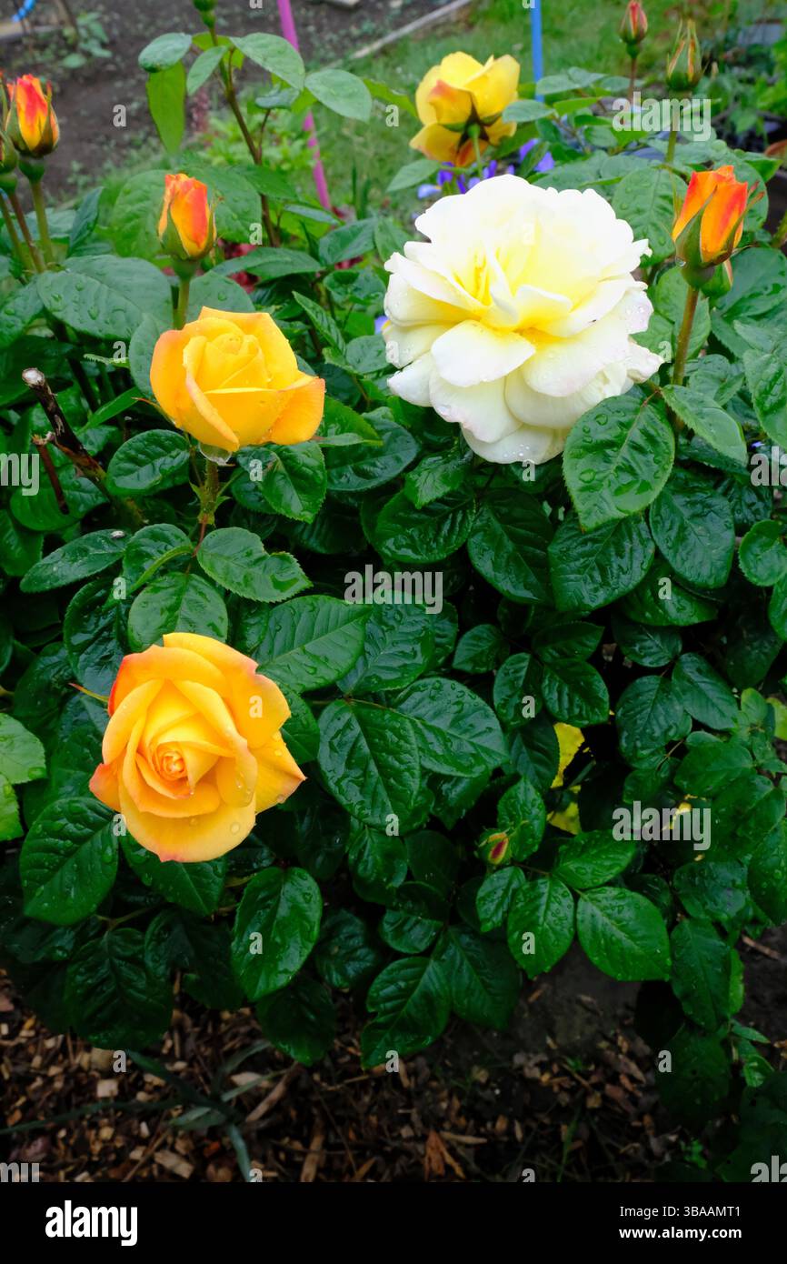 Gelbe und weiße Rosen in Blüte nach Regen im Garten Stockfoto