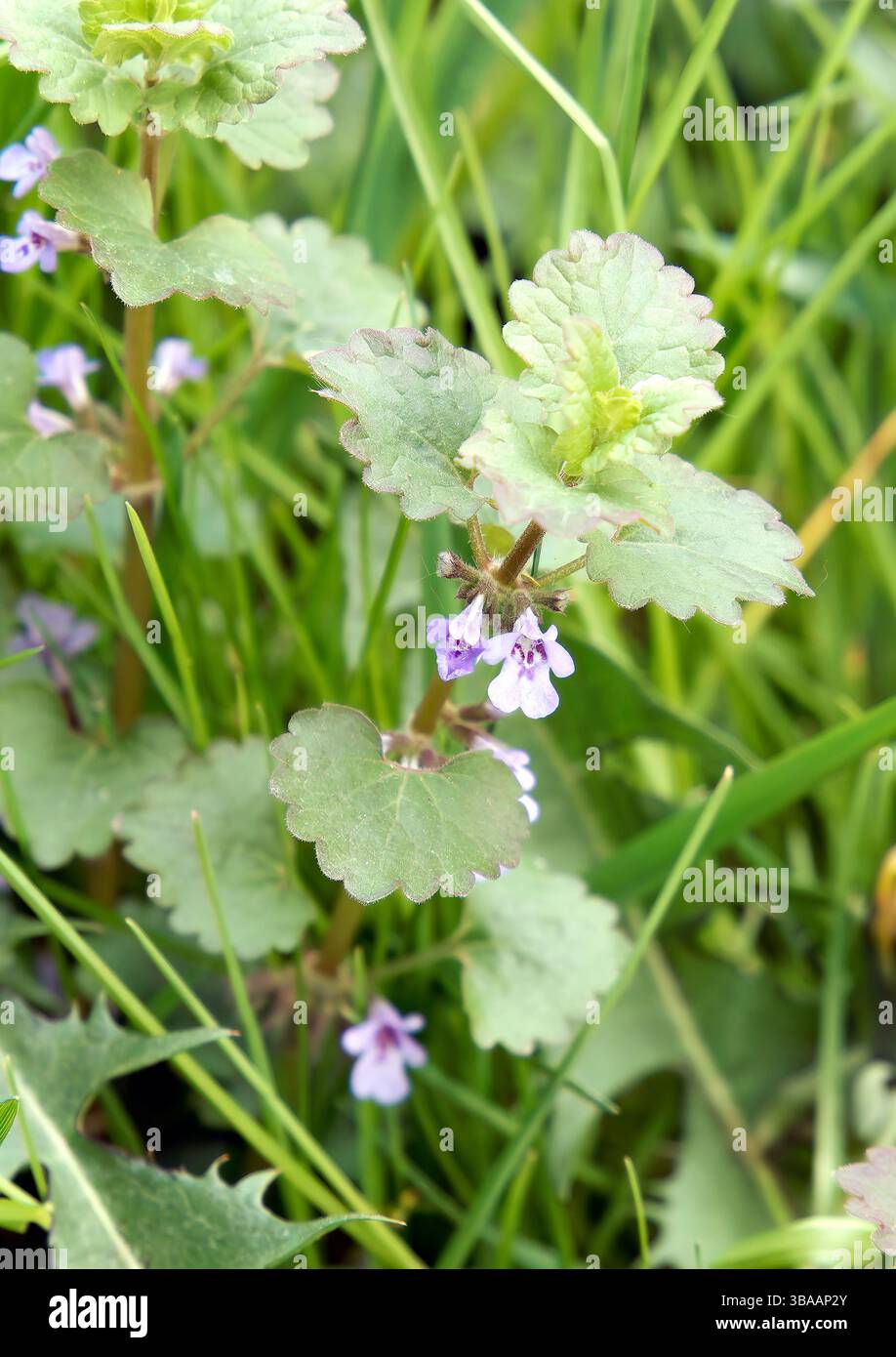 Gundermann glechoma -Fotos und -Bildmaterial in hoher Auflsung  Alamy