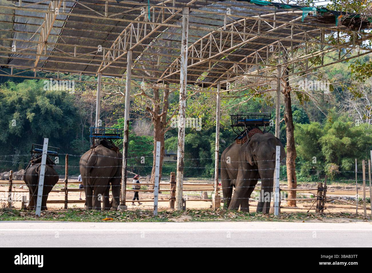 Das Elefantenlager Karen Ruammit Elefantenpflegezentrum in der Nähe von Ban Ruammit, einem christlichen Karen-Dorf am Mae Kok River im Norden Thailands, dem Ka Stockfoto