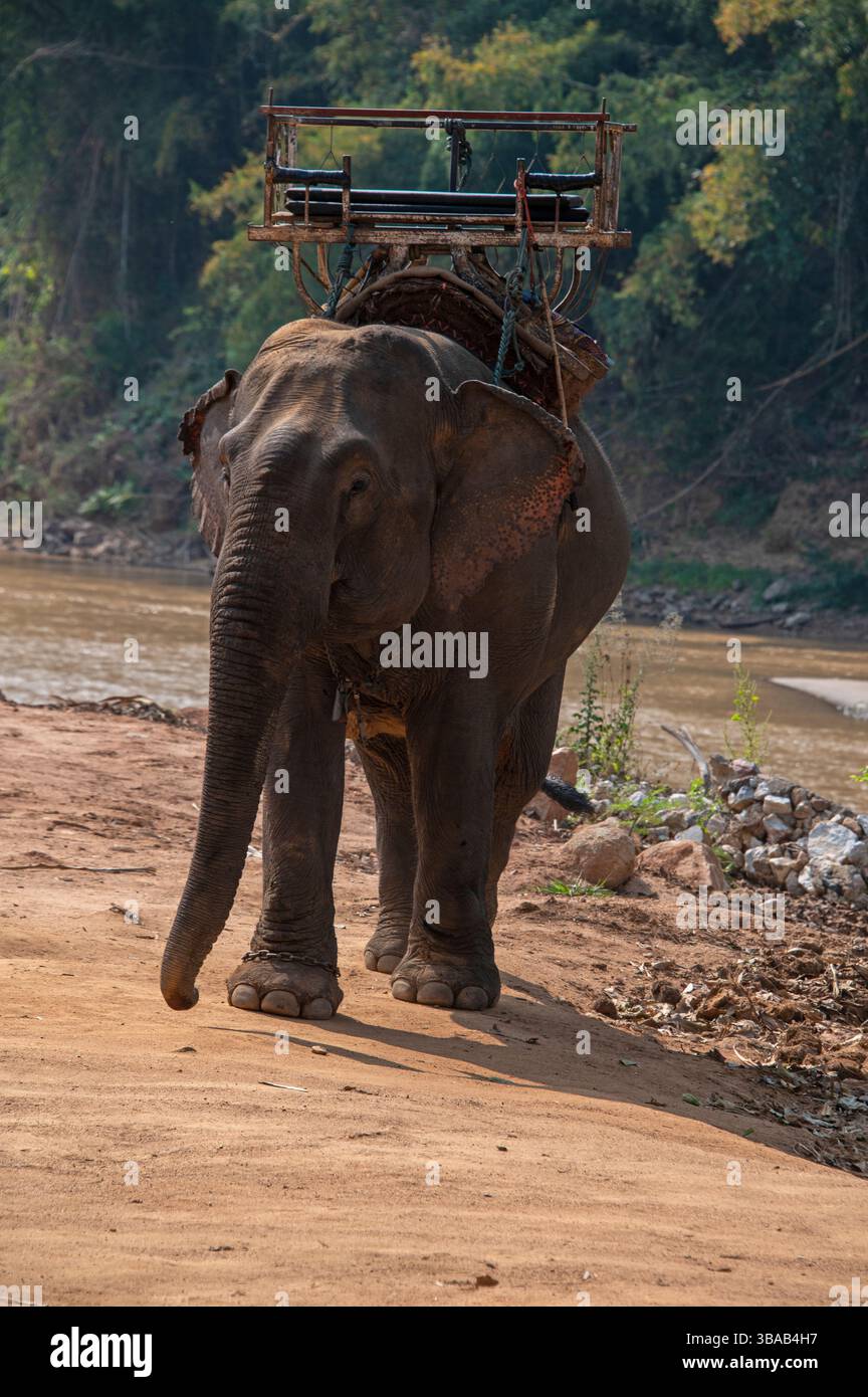 Die Elefanten im Elefantenlager Karen Ruammit Elefantenpflegezentrum in der Nähe von Ban Ruammit, einem christlichen Karen-Dorf, entlang des Mae Kok River im Norden Stockfoto