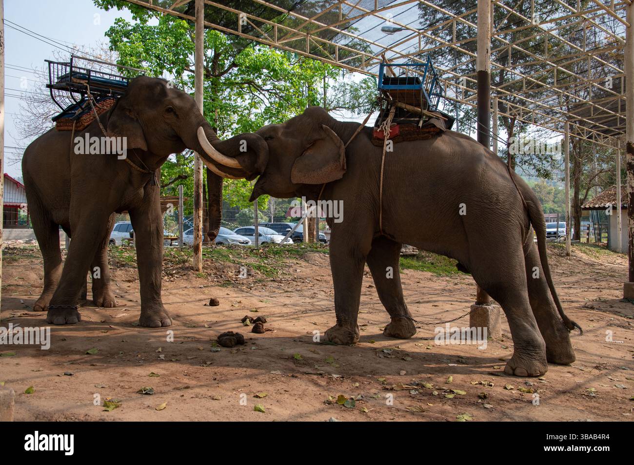 Eine sanfte Berührung der Elefanten im Elefantenlager Karen Ruammit Elefantenpflegezentrum in der Nähe von Ban Ruammit, einem christlichen Karen Dorf, entlang der Mae Kok R Stockfoto
