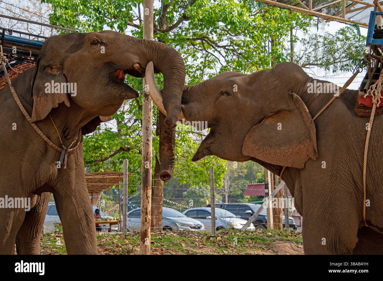 Eine sanfte Berührung der Elefanten im Elefantenlager Karen Ruammit Elefantenpflegezentrum in der Nähe von Ban Ruammit, einem christlichen Karen Dorf, entlang der Mae Kok R Stockfoto