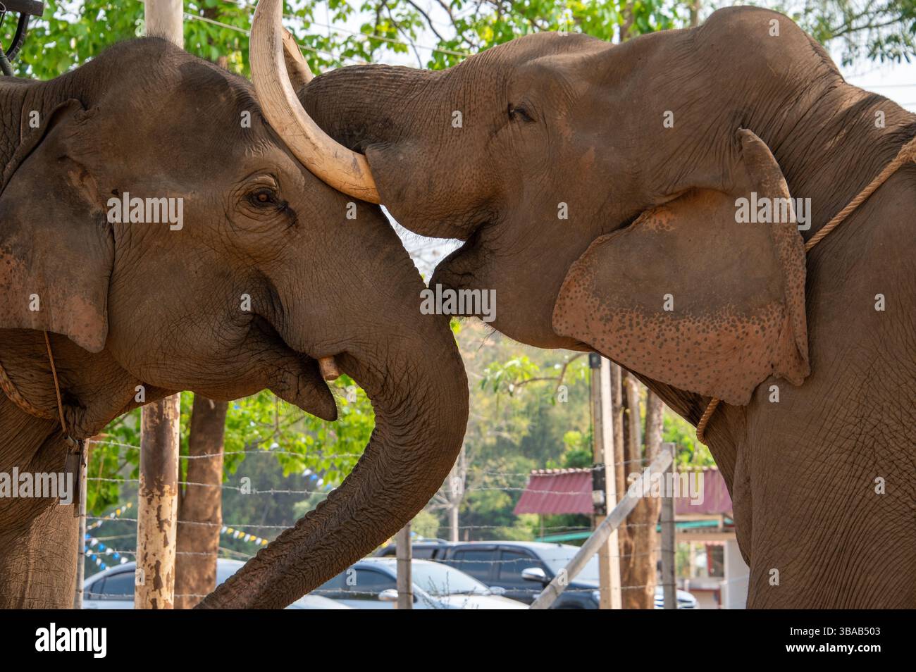 Eine sanfte Berührung der Elefanten im Elefantenlager Karen Ruammit Elefantenpflegezentrum in der Nähe von Ban Ruammit, einem christlichen Karen Dorf, entlang der Mae Kok R Stockfoto