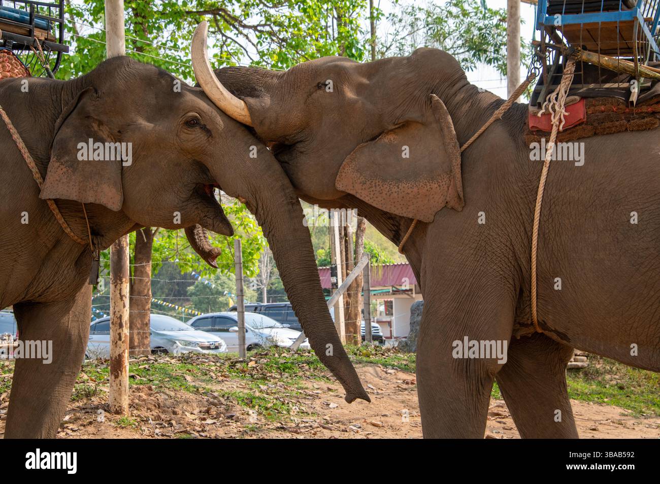 Eine sanfte Berührung der Elefanten im Elefantenlager Karen Ruammit Elefantenpflegezentrum in der Nähe von Ban Ruammit, einem christlichen Karen Dorf, entlang der Mae Kok R Stockfoto