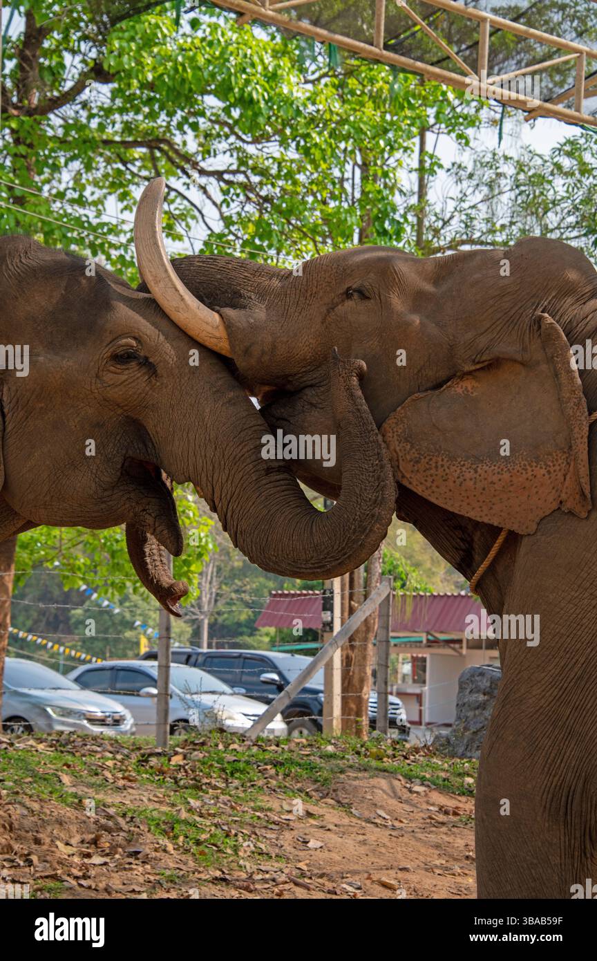 Eine sanfte Berührung der Elefanten im Elefantenlager Karen Ruammit Elefantenpflegezentrum in der Nähe von Ban Ruammit, einem christlichen Karen Dorf, entlang der Mae Kok R Stockfoto
