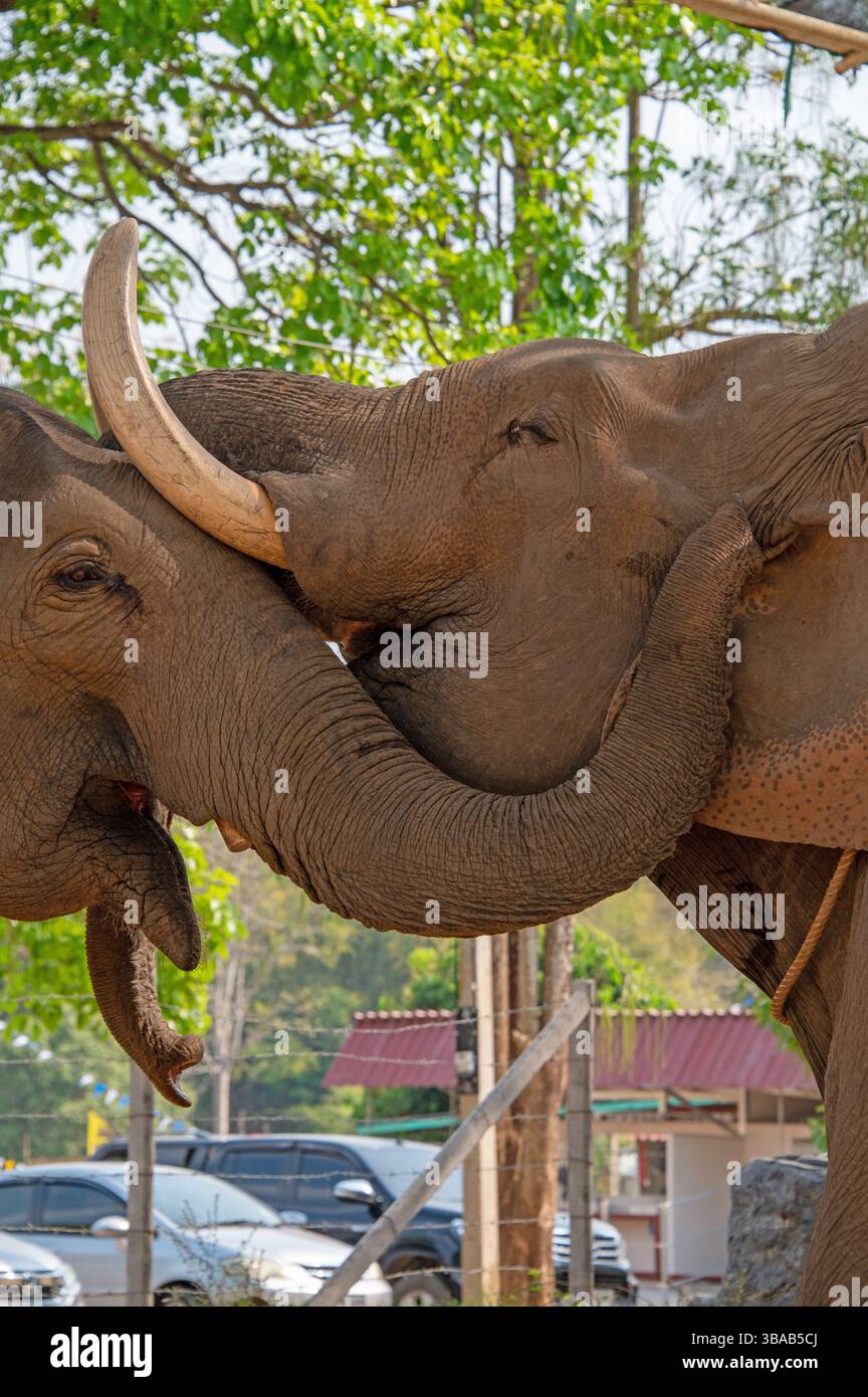 Eine sanfte Berührung der Elefanten im Elefantenlager Karen Ruammit Elefantenpflegezentrum in der Nähe von Ban Ruammit, einem christlichen Karen Dorf, entlang der Mae Kok R Stockfoto