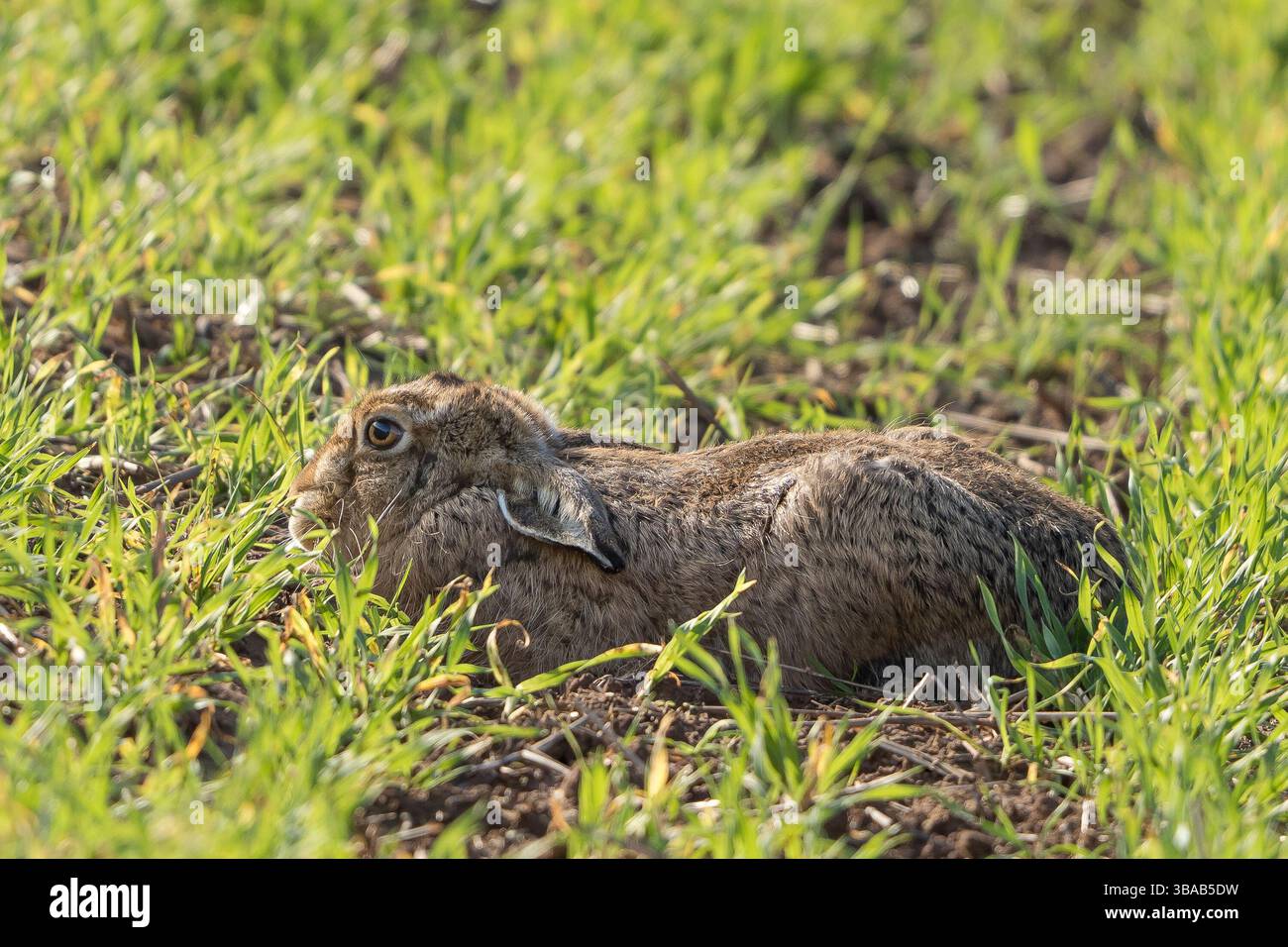 Nahaufnahme eines wilden Hasen, der in der Sonne liegt und die Ohren nach hinten verstemmt sind. Stockfoto