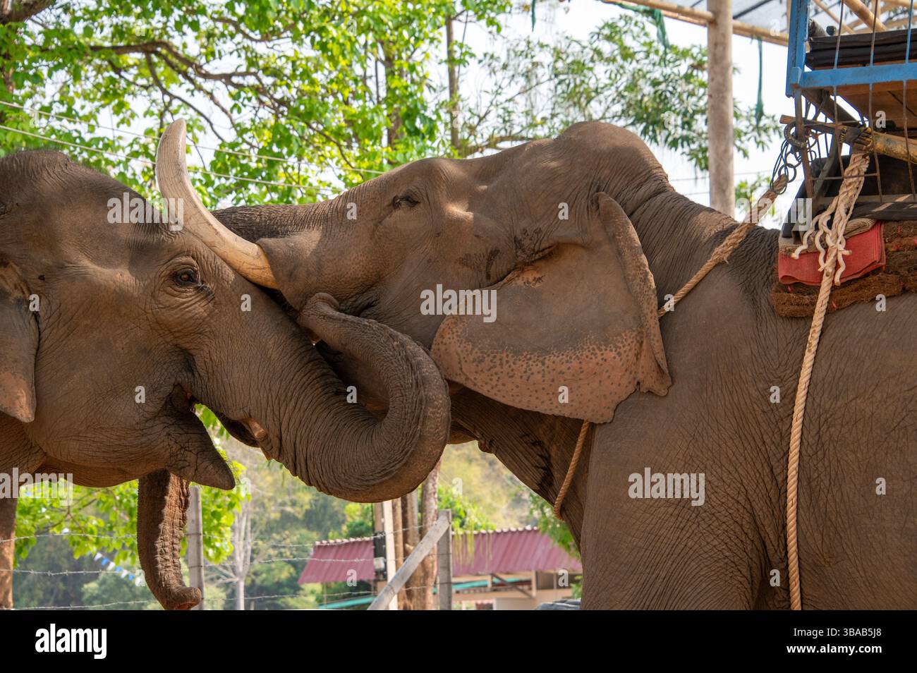 Eine sanfte Berührung der Elefanten im Elefantenlager Karen Ruammit Elefantenpflegezentrum in der Nähe von Ban Ruammit, einem christlichen Karen Dorf, entlang der Mae Kok R Stockfoto