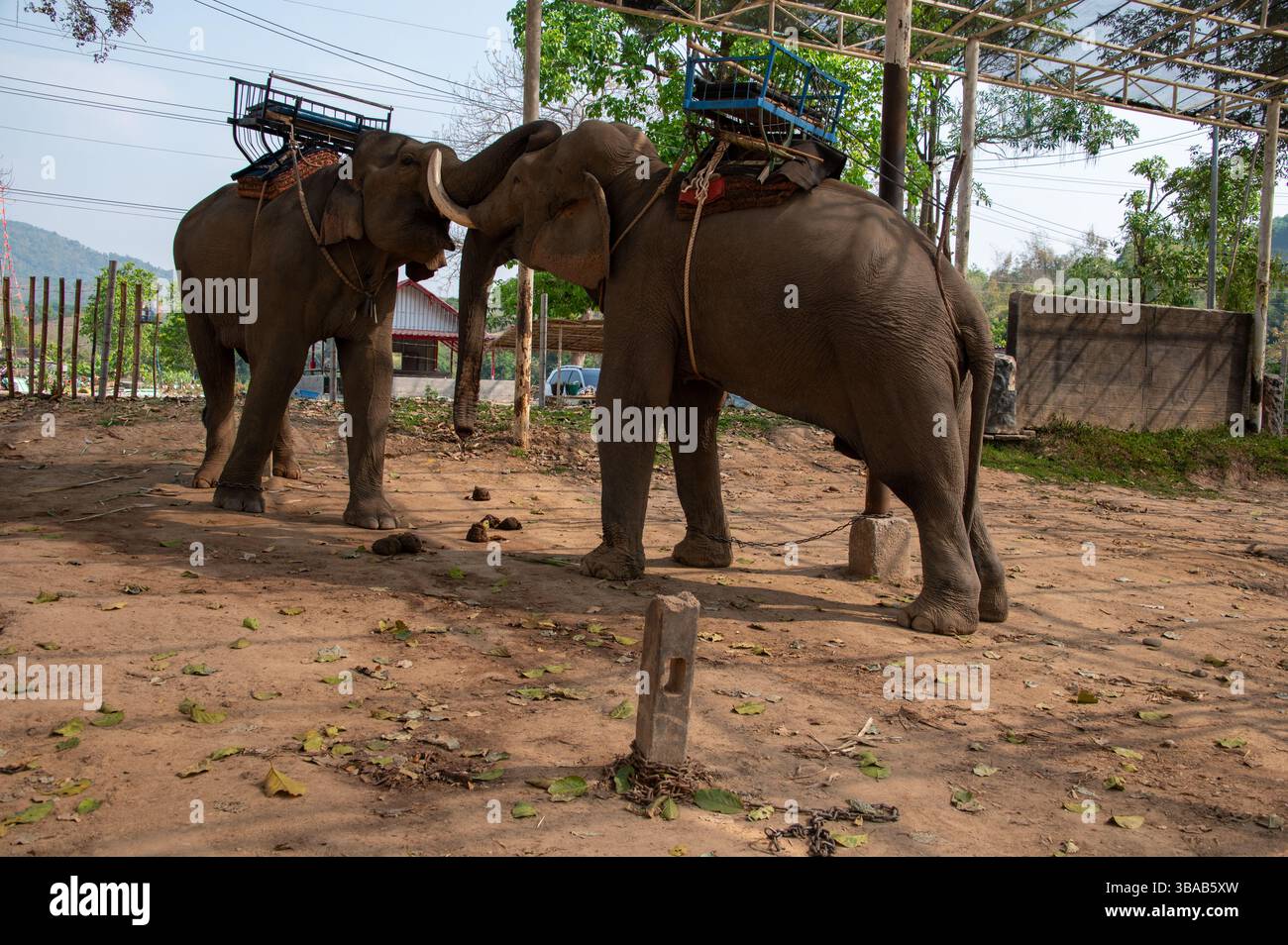 Eine sanfte Berührung der Elefanten im Elefantenlager Karen Ruammit Elefantenpflegezentrum in der Nähe von Ban Ruammit, einem christlichen Karen Dorf, entlang der Mae Kok R Stockfoto