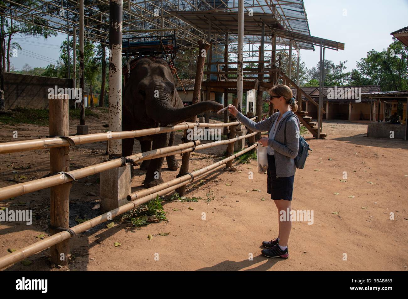 Ein Besuchertourist im Elefantengehege im Elefantenlager Karen Ruammit Elefantenpflegezentrum in der Nähe von Ban Ruammit, einem christlichen Dorf Karen, Alon Stockfoto