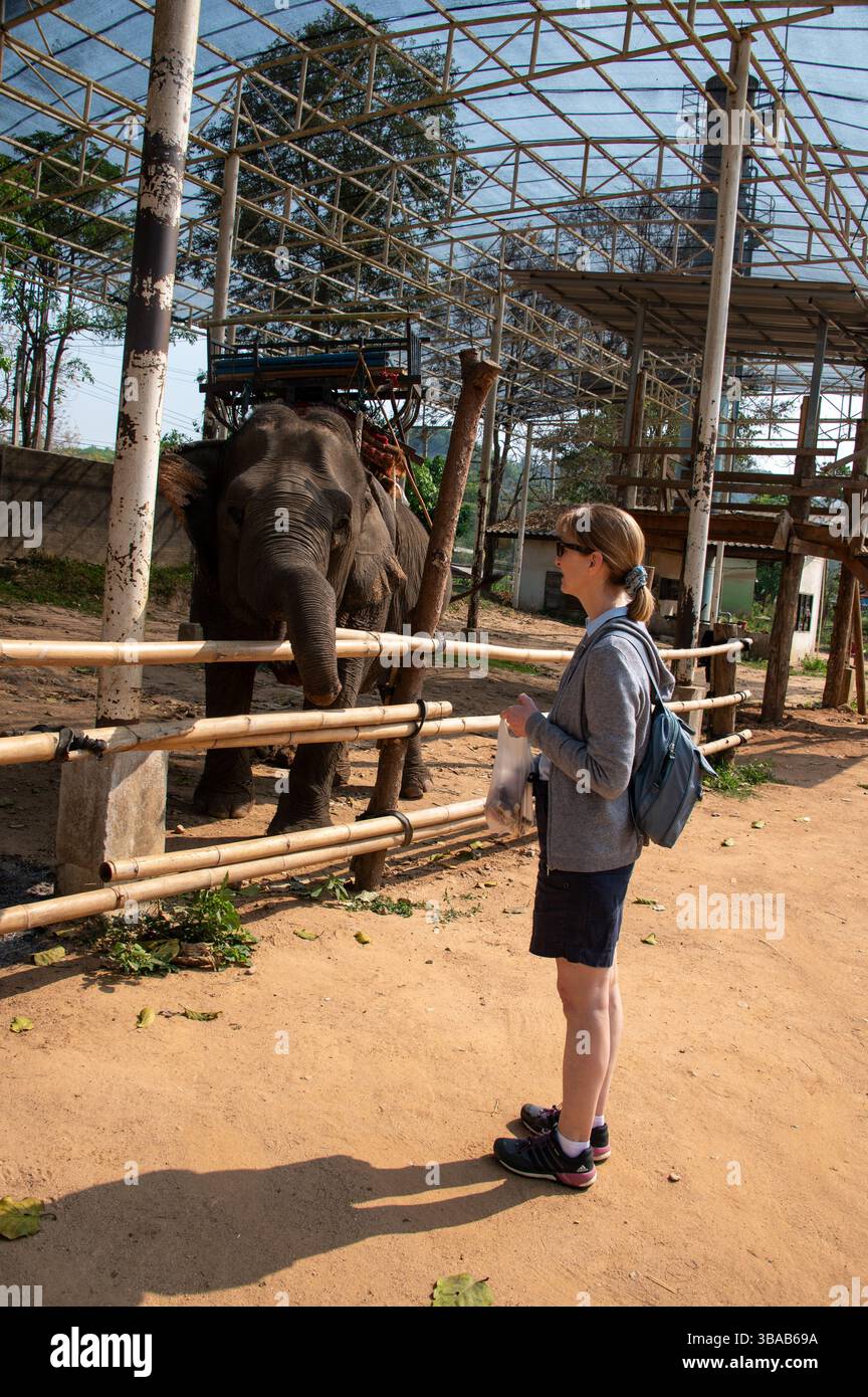 Ein Besuchertourist im Elefantengehege im Elefantenlager Karen Ruammit Elefantenpflegezentrum in der Nähe von Ban Ruammit, einem christlichen Dorf Karen, Alon Stockfoto