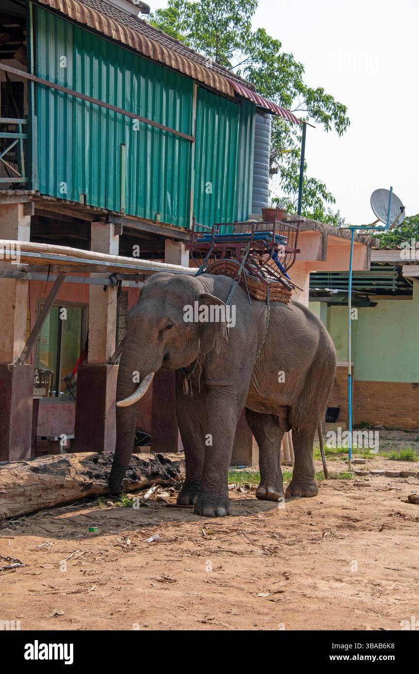 Ein angeketteter einsamer Elefant mit einem Sattel (ein Howdah. Es ist ein thronenartiger Sitz oder eine Kutsche auf dem Rücken eines Elefanten) im Elefantenlager Karen Ruammit Stockfoto