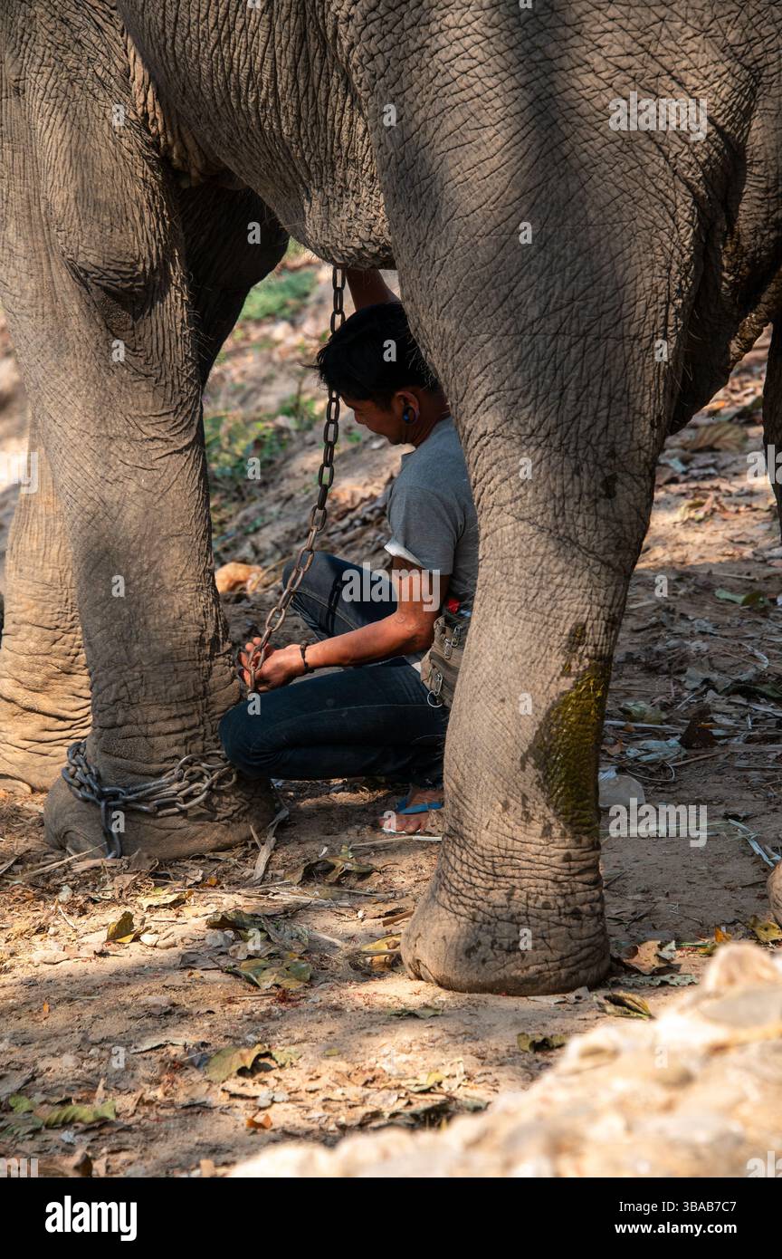 Ein Mahmout (Elefantenführer/Trainer/Pfleger), kettet seine Ladung im Elefantenlager Karen Ruammit Elefantenpflegezentrum in der Nähe von Ban Ruammit, einem christlichen K Stockfoto
