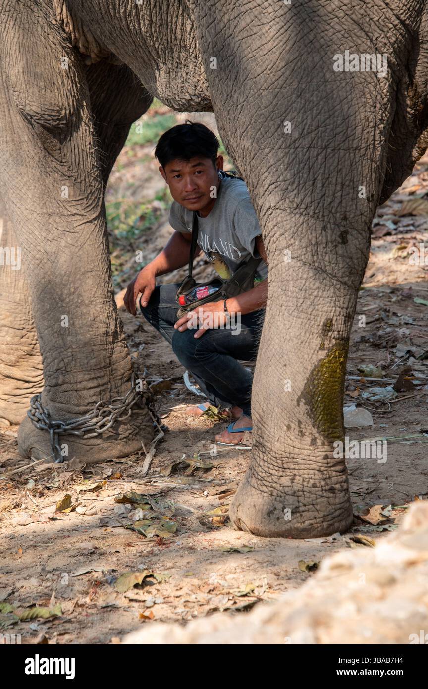 Ein Mahmout (Elefantenführer/Trainer/Pfleger), kettet seine Ladung im Elefantenlager Karen Ruammit Elefantenpflegezentrum in der Nähe von Ban Ruammit, einem christlichen K Stockfoto