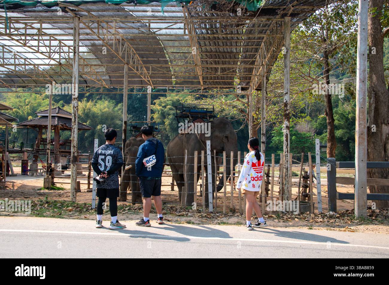 Junge thailändische Touristen im Elefantencamp Karen Ruammit Elefantenpflegezentrum in der Nähe von Ban Ruammit, einem christlichen Karen-Dorf, am Fluss Mae Kok in NO Stockfoto