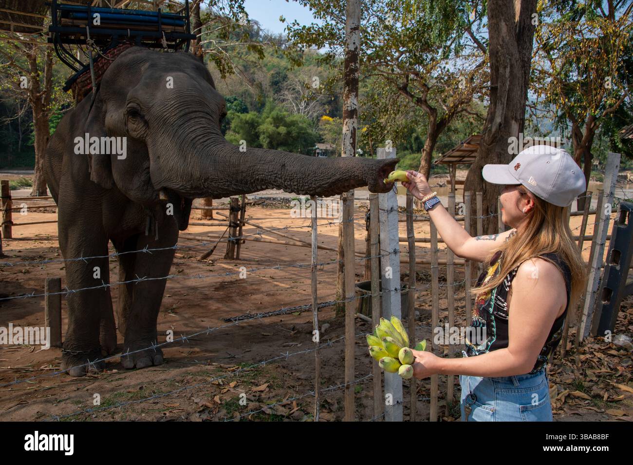 Ein junger thailändischer Tourist ernährt Bananen im Elephant Camp Karen Ruammit Elephant Care Center in der Nähe von Ban Ruammit, einem christlichen Karen Dorf, entlang der Mae K Stockfoto