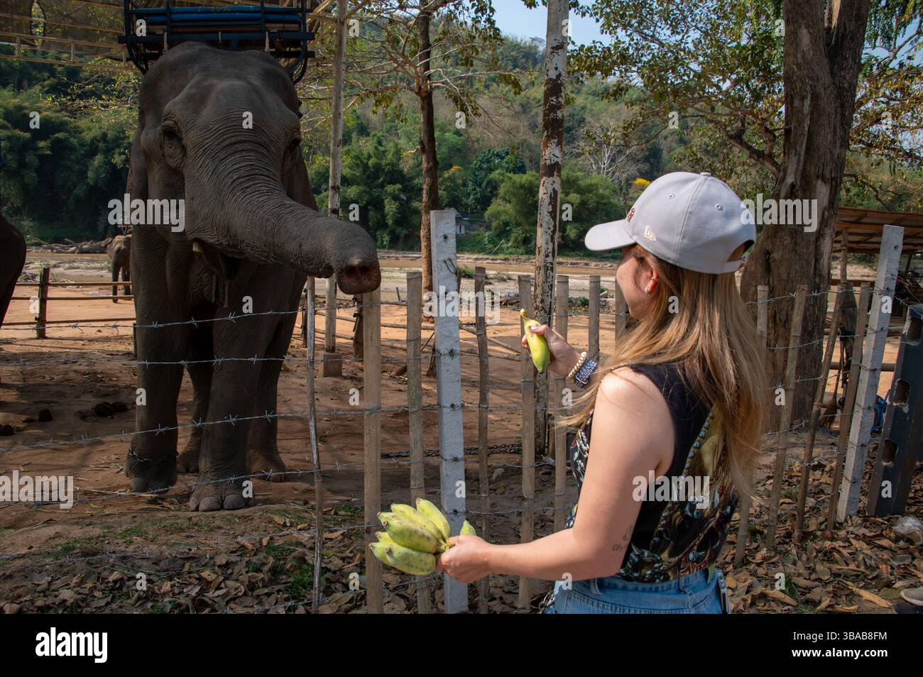 Ein junger thailändischer Tourist ernährt Bananen im Elephant Camp Karen Ruammit Elephant Care Center in der Nähe von Ban Ruammit, einem christlichen Karen Dorf, entlang der Mae K Stockfoto
