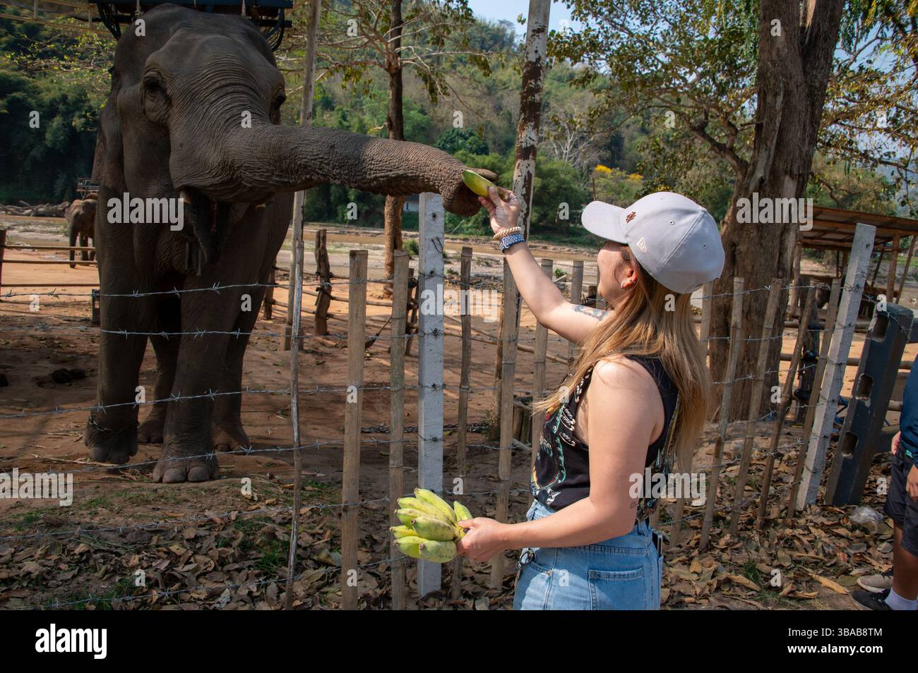 Ein junger thailändischer Tourist ernährt Bananen im Elephant Camp Karen Ruammit Elephant Care Center in der Nähe von Ban Ruammit, einem christlichen Karen Dorf, entlang der Mae K Stockfoto