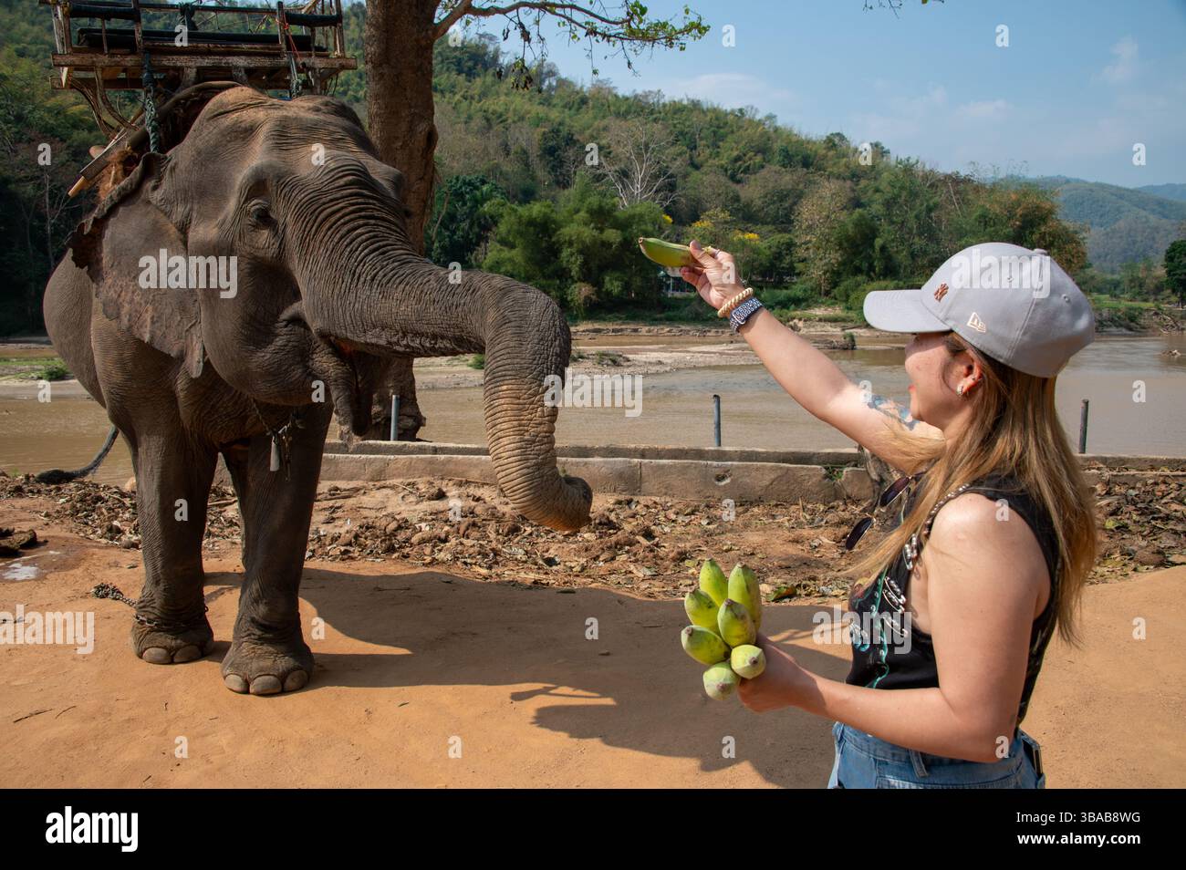 Ein junger thailändischer Tourist ernährt Bananen im Elephant Camp Karen Ruammit Elephant Care Center in der Nähe von Ban Ruammit, einem christlichen Karen Dorf, entlang der Mae K Stockfoto