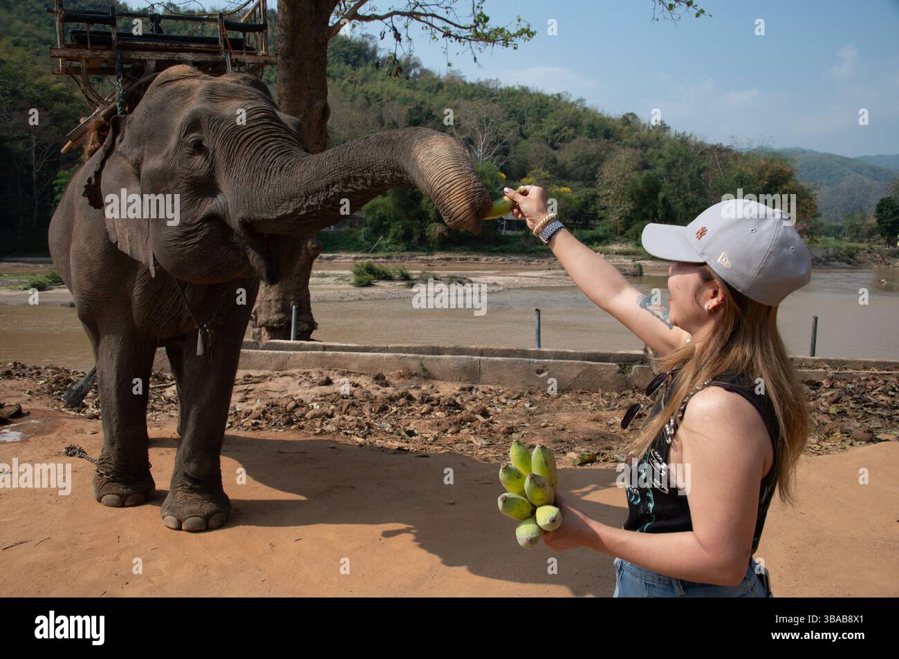 Ein junger thailändischer Tourist ernährt Bananen im Elephant Camp Karen Ruammit Elephant Care Center in der Nähe von Ban Ruammit, einem christlichen Karen Dorf, entlang der Mae K Stockfoto